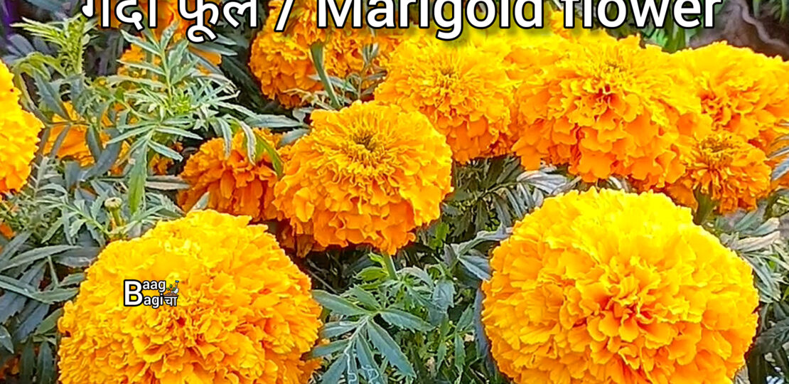 marigold flower genda phool