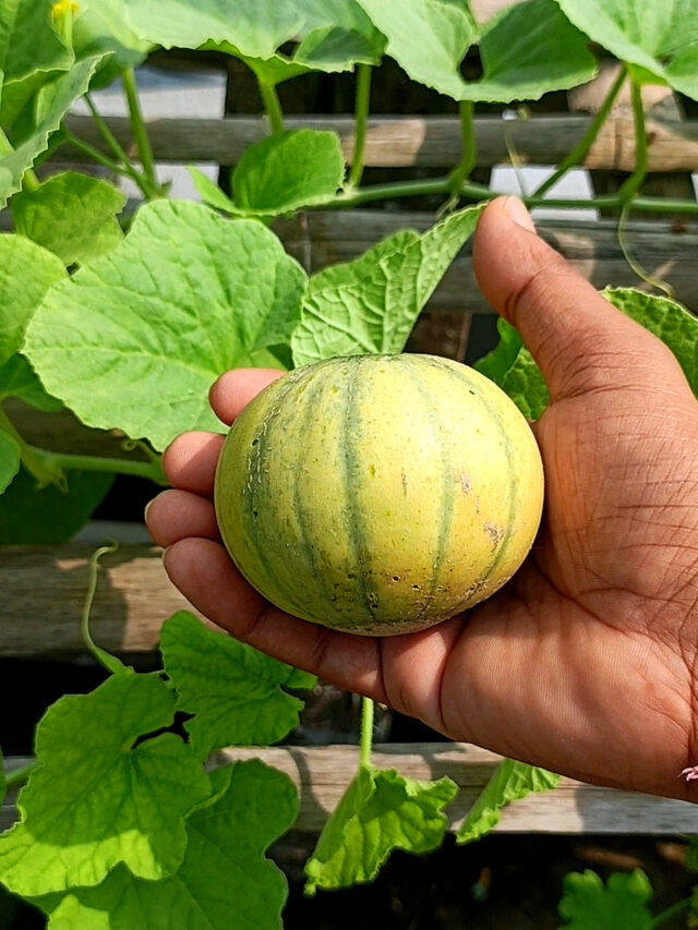 10 सब्जियां जिन्हें छतपर आसानी से लगा सकते हैं