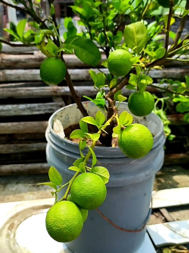 कागज़ी निम्बू का पौधा कैसे लगाएं