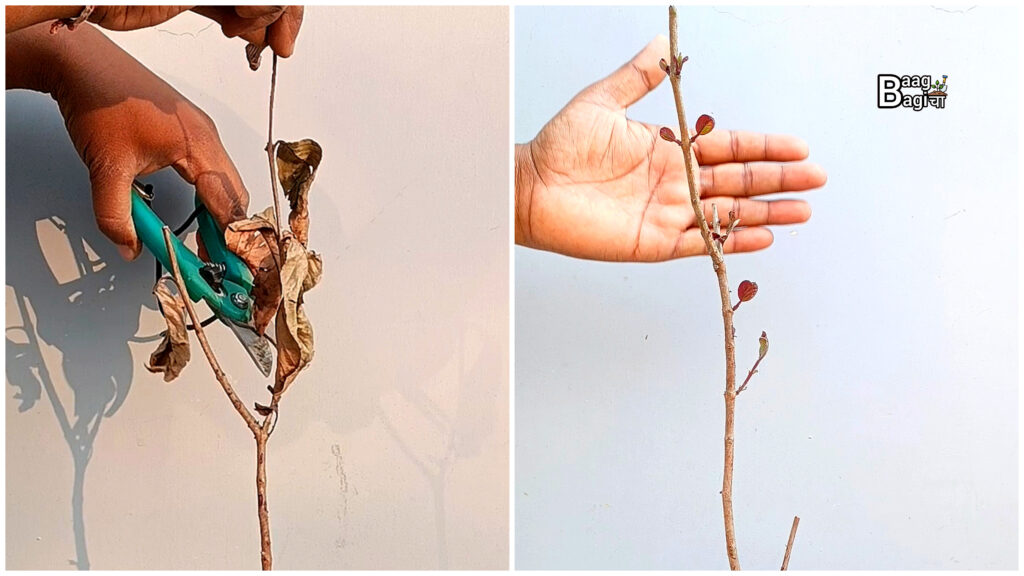 मरते हुए पौधें वापस से जिन्दा हो जायेंगे : 6 Simple Hacks