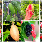 10 फल के पौधें जिसे आसानी से छतपर लगा सकते हैं