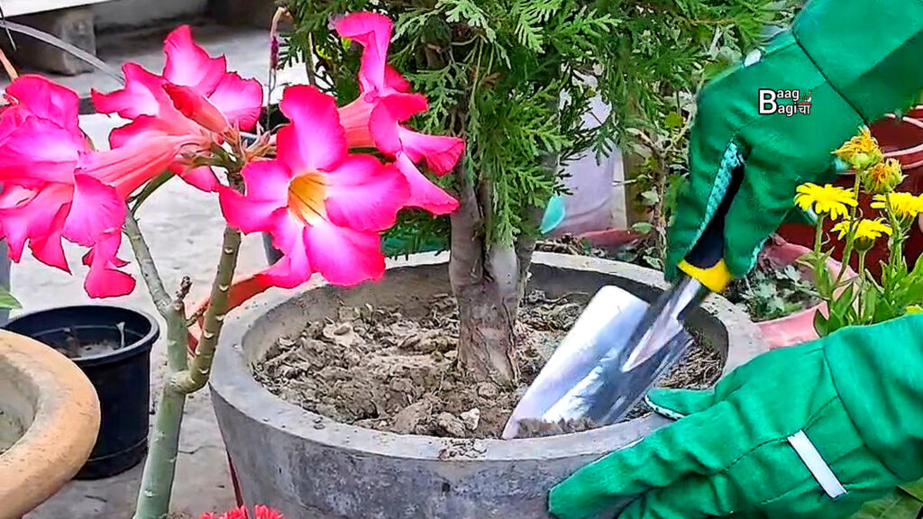 टॉप 10 बागवानी उपकरण ( Gardening Tools ) : जो हर गार्डनर के पास होने चाहिए