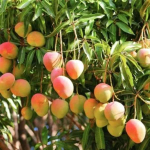 Bari 4 Mango