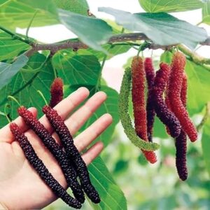 Long Mulberry - Image 2