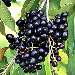 Desi Jamun