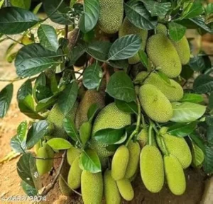 Vietnam Super Early Jack Fruit