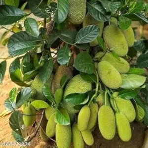 Vietnam Super Early Jack Fruit