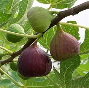 Anjeer / Fig