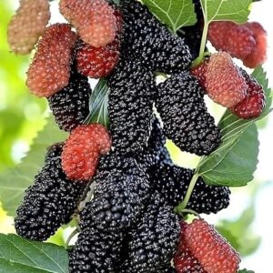 short mulberry