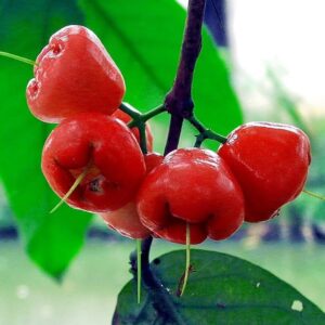 red water apple