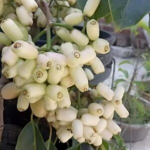 White Jamun - Image 3