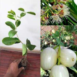 White Jamun - Image 2