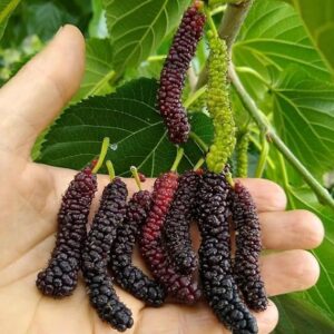 long mulberry
