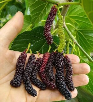 long mulberry