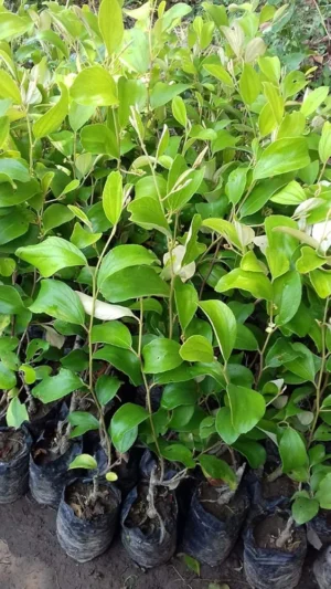 Thai Green Apple Ber - Image 2