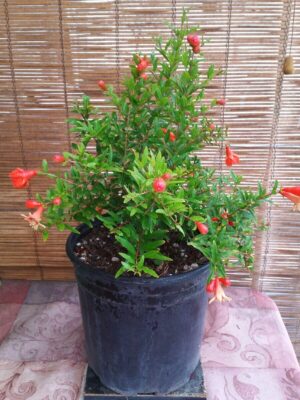 Anar / Pomegranate - Image 2