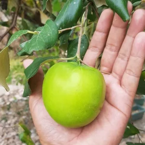 thai green apple ber
