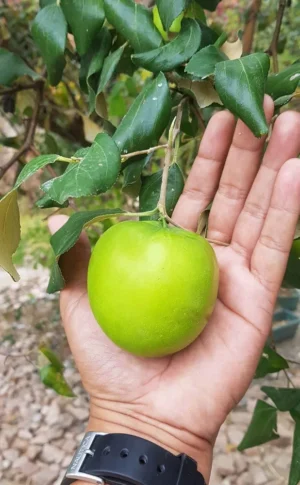 thai green apple ber