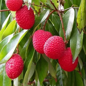 muzaffarpur shahi litchi