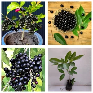 black jamun