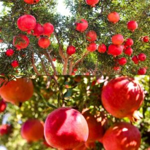 anar