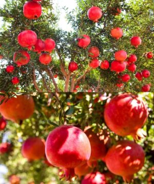 anar