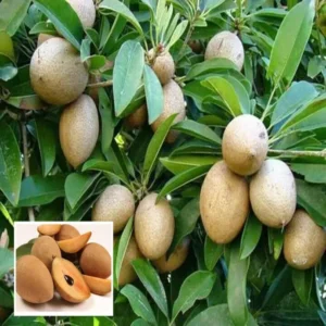 Kalapatti Chikku