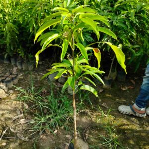 mallika mango