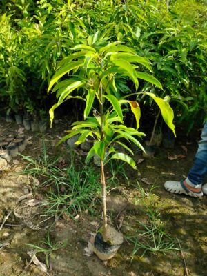 mallika mango