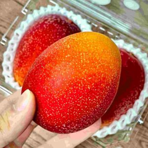 miyazaki mango