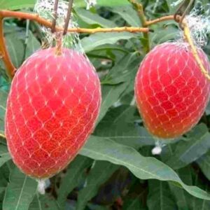 Miyazaki Mango - Image 3