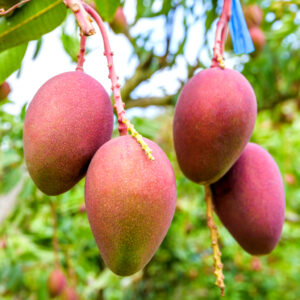 Arunika Mango