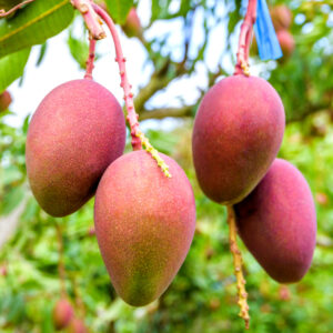 Arunika Mango