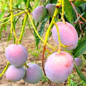 Arunika Mango
