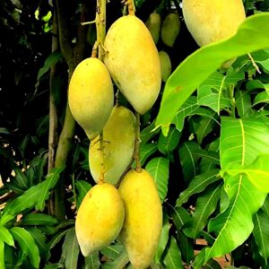 chausa mango