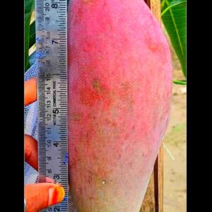 Red Ivory Mango