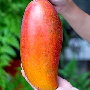 Red Ivory Mango