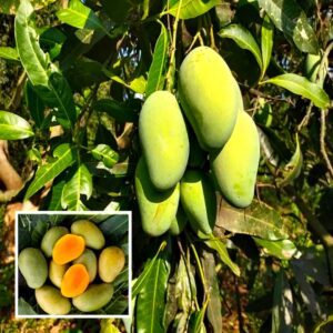 amrapali mango