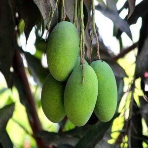 amrapali mango