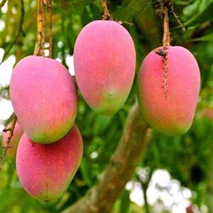 swarna rekha mango
