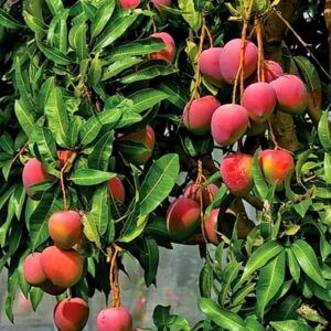 Suvarna Rekha Mango - Image 2