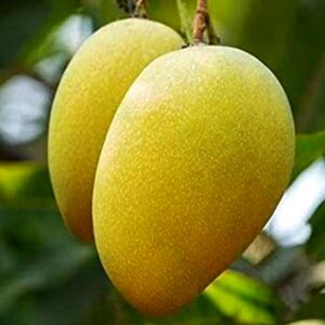 langra mango