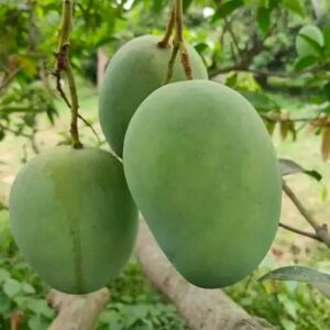 Langra Mango - Image 2