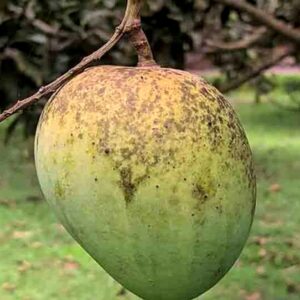 himsagar mango
