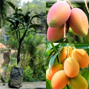 himsagar mango