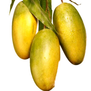 Dasheri Mango - Image 2