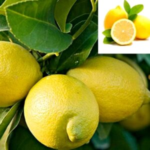 seedless lemon