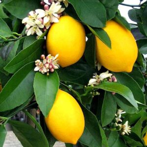 kagzi lemon