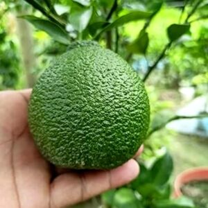 vietnam malta