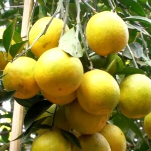 yellow malta